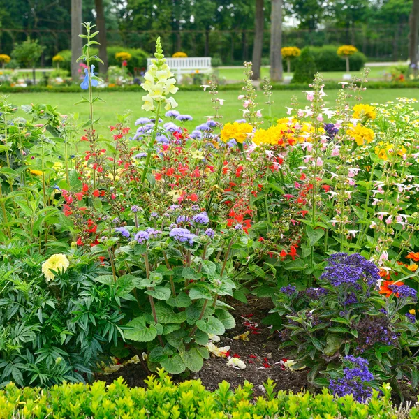 Camas de flores florescentes no parque — Fotografia de Stock