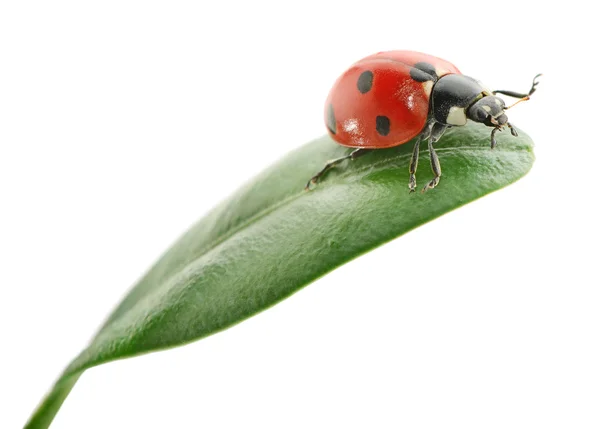 Coccinella su foglia verde — Foto Stock