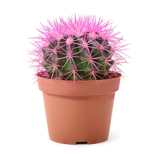 Cactus in a pot — Stock Photo, Image