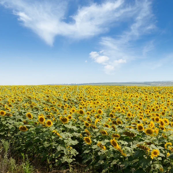 Blooming sunflower plantation and blue sky — Stock Photo, Image