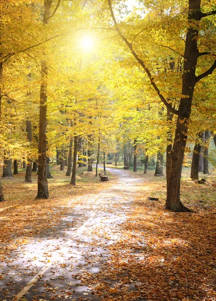 Autumn park and fallen leaves — Stock Photo, Image