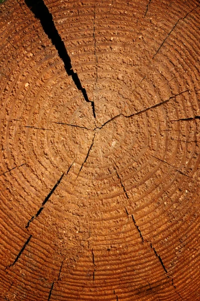 Holzstruktur mit Wachstumsringen — Stockfoto