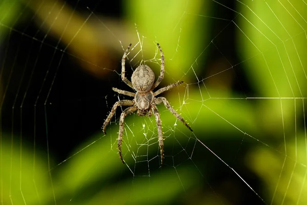 Grande aranha na teia — Fotografia de Stock