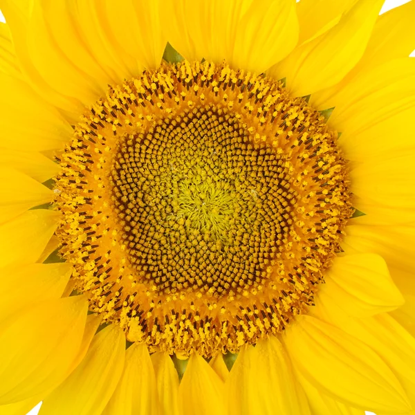 Girasole — Foto Stock