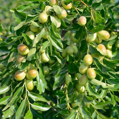 dal yeşil tarihleri