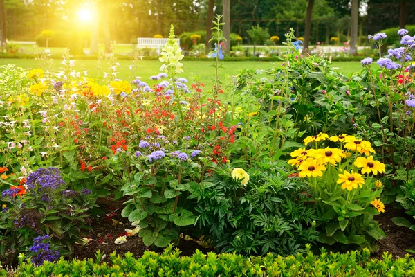 Multicolored flowerbed in park on sunny morning — Stock Photo, Image