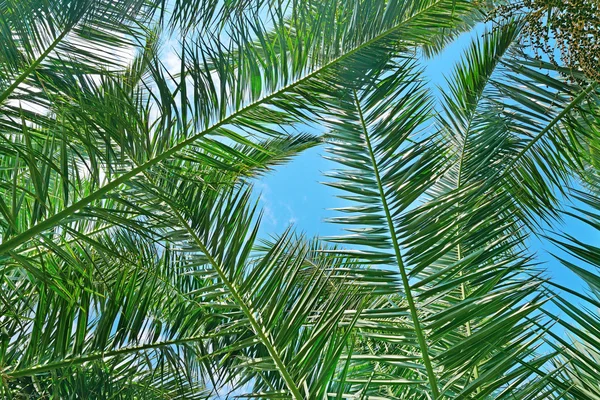 Branches of a coconut tree on background sky. — Stock Photo, Image