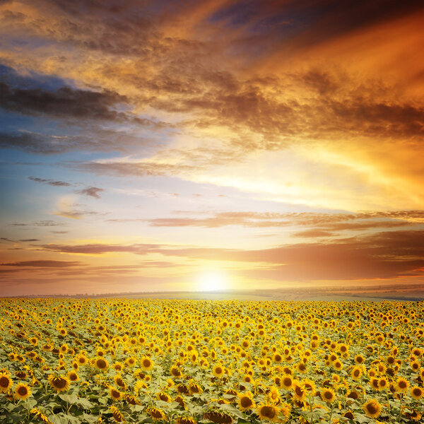 beautiful sunset over sunflowers field