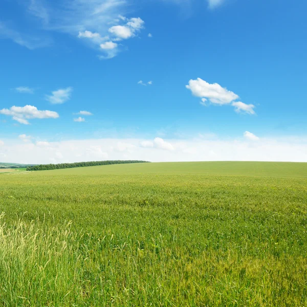 春天的草地和蓝天 — 图库照片