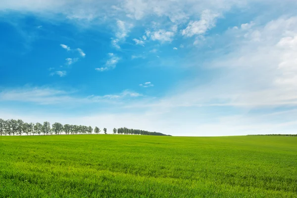 Prado de primavera e céu azul — Fotografia de Stock