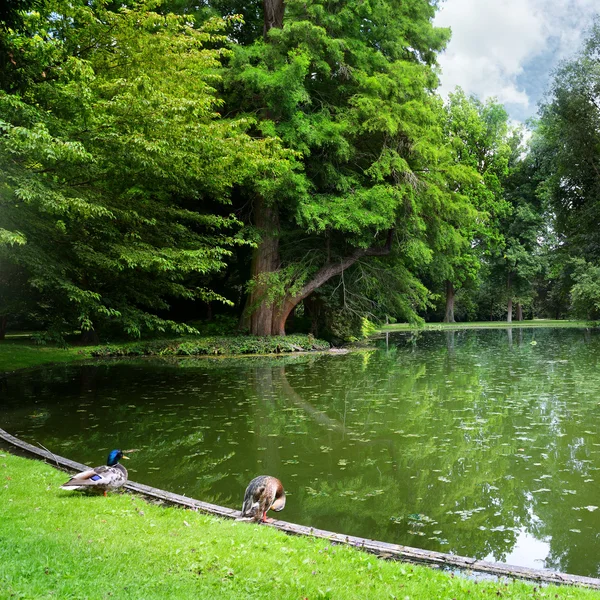 Malé jezero v lese — Stock fotografie