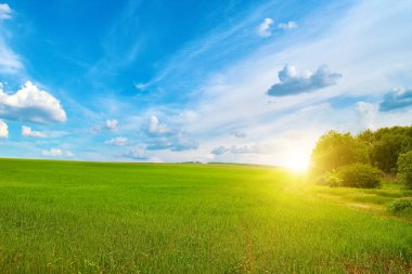 A lush green wheat field in spring lit by the warm sunrise, symbolizing growth and renewal. The clear sky and soft sunlight create a calm and hopeful rural atmosphere.
