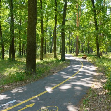 Manzaralı orman bisikleti şeridi yan tarafında ahşap bir bank olan uzun yeşil ağaçların arasından geçiyor. Güneş ışığı ve gölgeler fotokopi alanı ile sakin bir yaz parkı atmosferi yaratır..