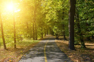 Altın şafak ışığı yapraklardan süzülerek sarı bir merkez çizgisi olan çok kullanımlı bir park yoluna ulaşır. Barışçıl bir yeşil yolda koşmak, bisiklete binmek ya da sakin bir şekilde yürümek için ideal