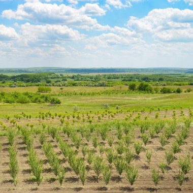 Bahar kiraz bahçesi ve beyaz bulutlu güzel mavi gökyüzü..