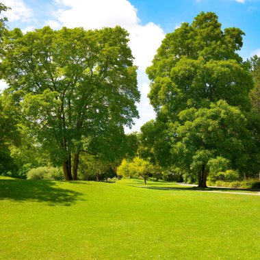 Uzun ağaçlar ve yeşil yeşil yeşil çimenler yaz parkında çayırda.