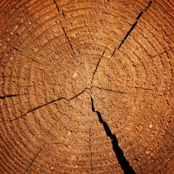 Holzstruktur mit Wachstumsringen — Stockfoto