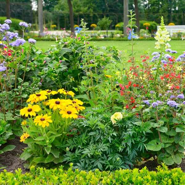 Blossoming flowerbeds in the park — Stock Photo, Image