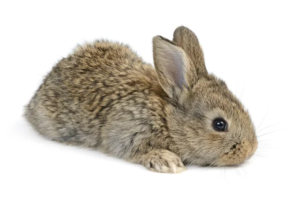 Little rabbit isolated on white — Stock Photo, Image