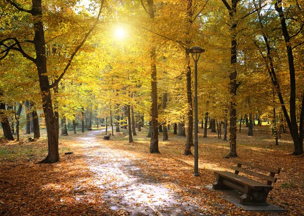 Jesień w parku i opadłych liści — Zdjęcie stockowe