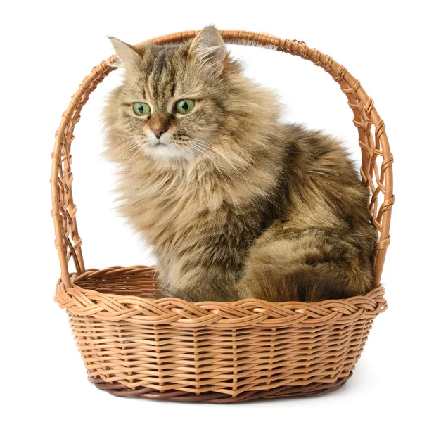 Krásná kočka v košíku — Stock fotografie