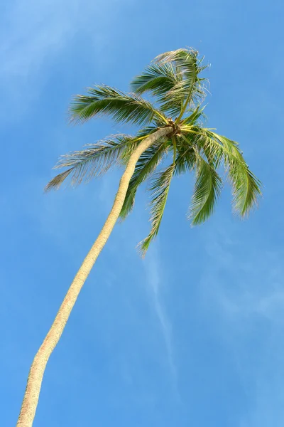 Palma alta no fundo do céu azul — Fotografia de Stock