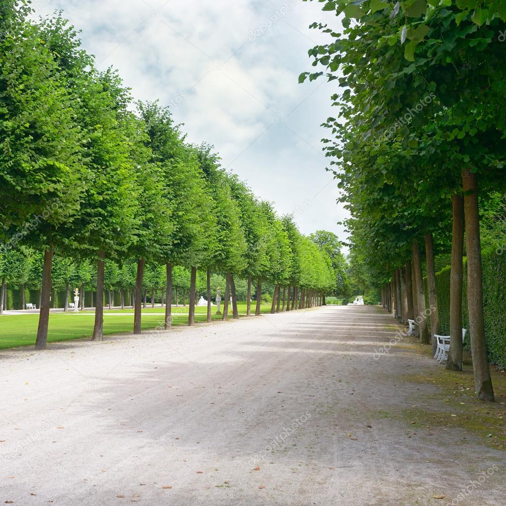 Tall trees along the footpath