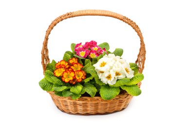 Renkli bir çuha çiçeğinin yakın plan görüntüsü dokunmuş bir hasır sepete yerleştirilmiş ve sapı kıvrımlı. Parlak turuncu, pembe ve beyaz kümeler yemyeşil yaprakların arasında oturur ve kırsal bir bahar hediyesi ya da masa üstü süsü oluşturur..