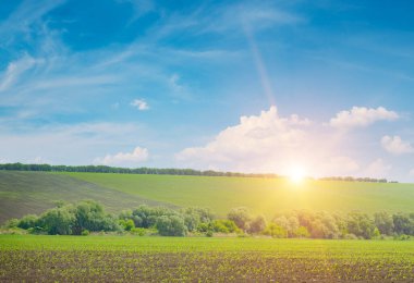 Şafak vakti huzurlu tarım sahnesi, kabarık bulutlarla dolu mavi gökyüzünün altında ağaçlarla çevrili tarlada filizlenen mısır fidanlarını gösteriyor..