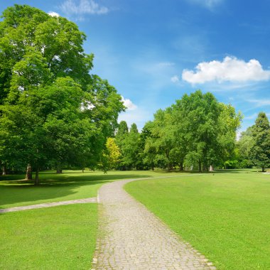 Parktaki güzel çayır