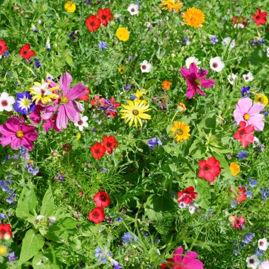 kır çiçekleri yeşil çayır üzerinde