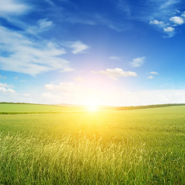 Belo pôr do sol no campo verde — Fotografia de Stock