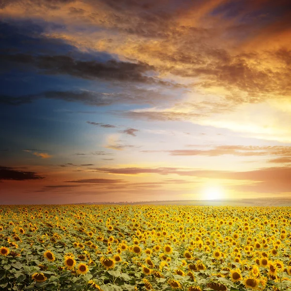 Beau coucher de soleil sur champ de tournesols — Photo