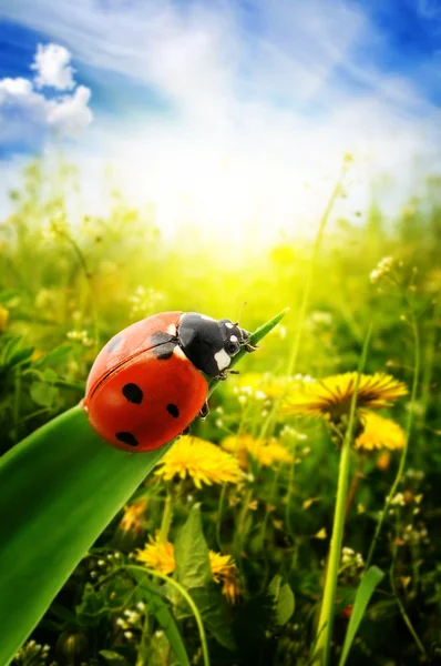 Lieveheersbeestje op voorjaar groen veld — Stockfoto