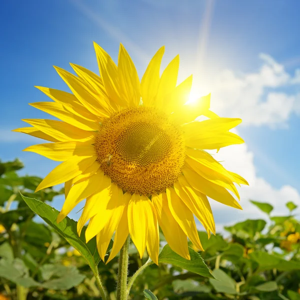 Vacker solnedgång över solrosor fält — Stockfoto