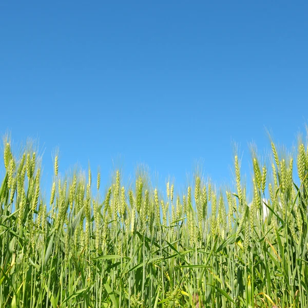 Tarweveld en blauwe lucht — Stockfoto