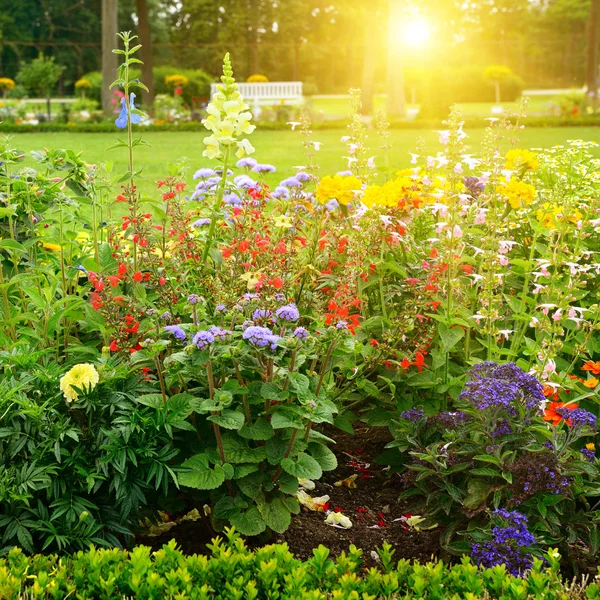Macizo de flores multicolor en el parque en la mañana soleada —  Fotos de Stock