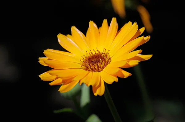 Flori galbene frumoase — Fotografie, imagine de stoc