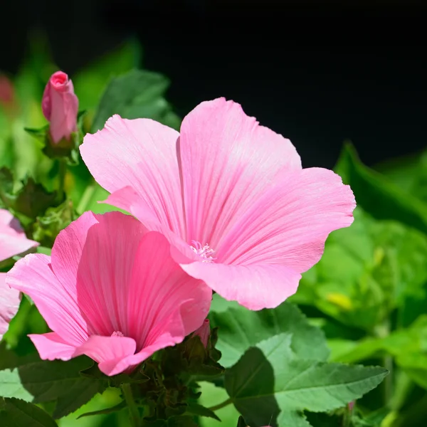 Vacker rosa blomma — Stockfoto