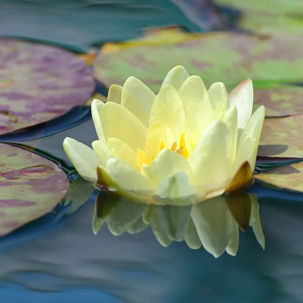 Yellow water lily in lake — Stock Photo, Image