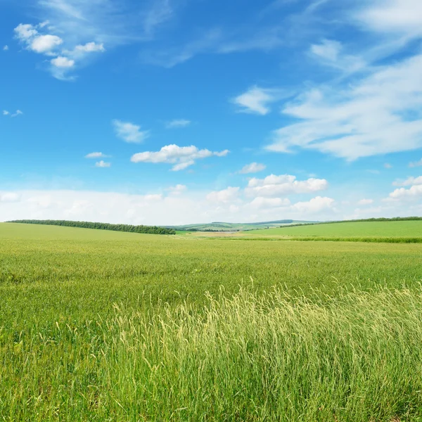 Prado de primavera e céu azul — Fotografia de Stock