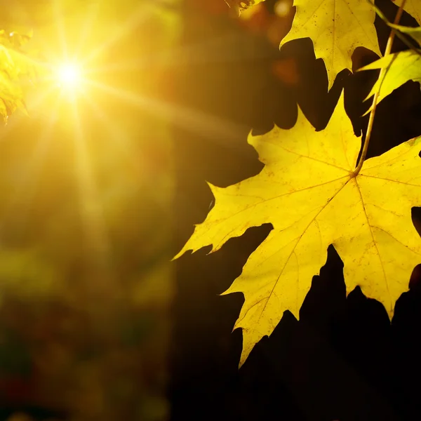 Hoja de arce de otoño al sol — Foto de Stock