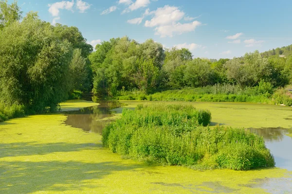 Озеро лісів водно-болотних угідь — стокове фото