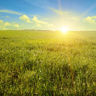 Bahar çayırı ve mavi gökyüzü