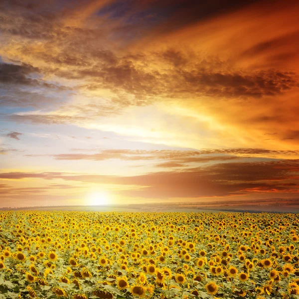 Hermosa puesta de sol sobre el campo de girasoles —  Fotos de Stock