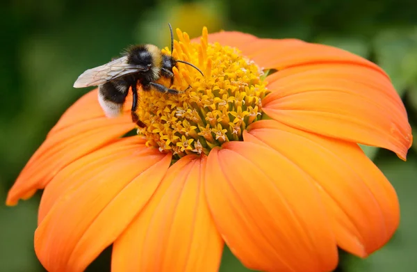 Büyük bumble bee çiçek — Stok fotoğraf