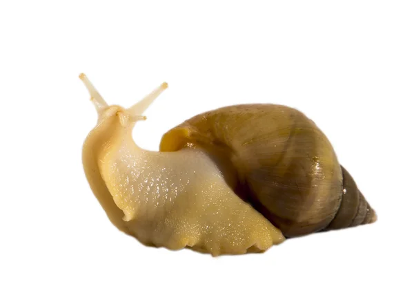 Snail Achatina fulica yellow — Stock fotografie
