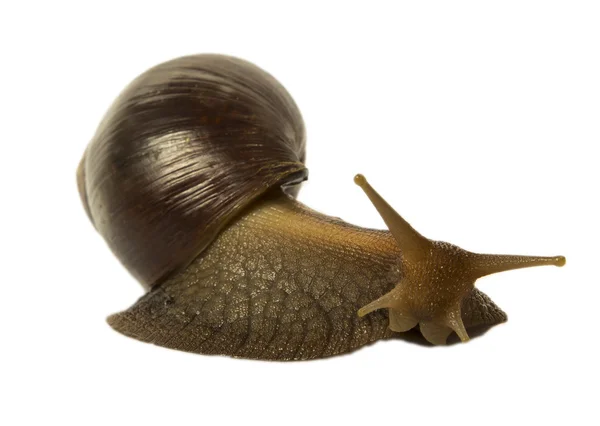 Snail Achatina fulica brown 로열티 프리 스톡 이미지