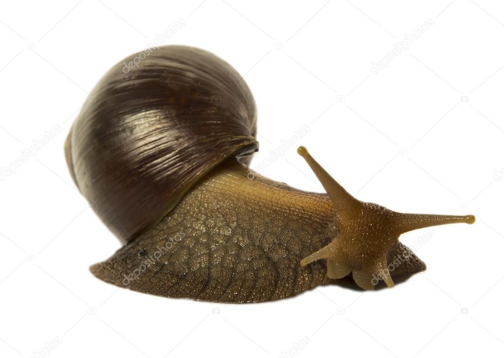 Snail Achatina fulica brown