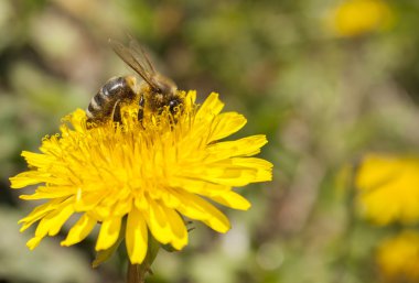 Arı sarı karahindiba üzerinde çalışıyor.